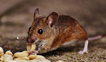 24 Hour & Emergency Exterminators in Farista, CO